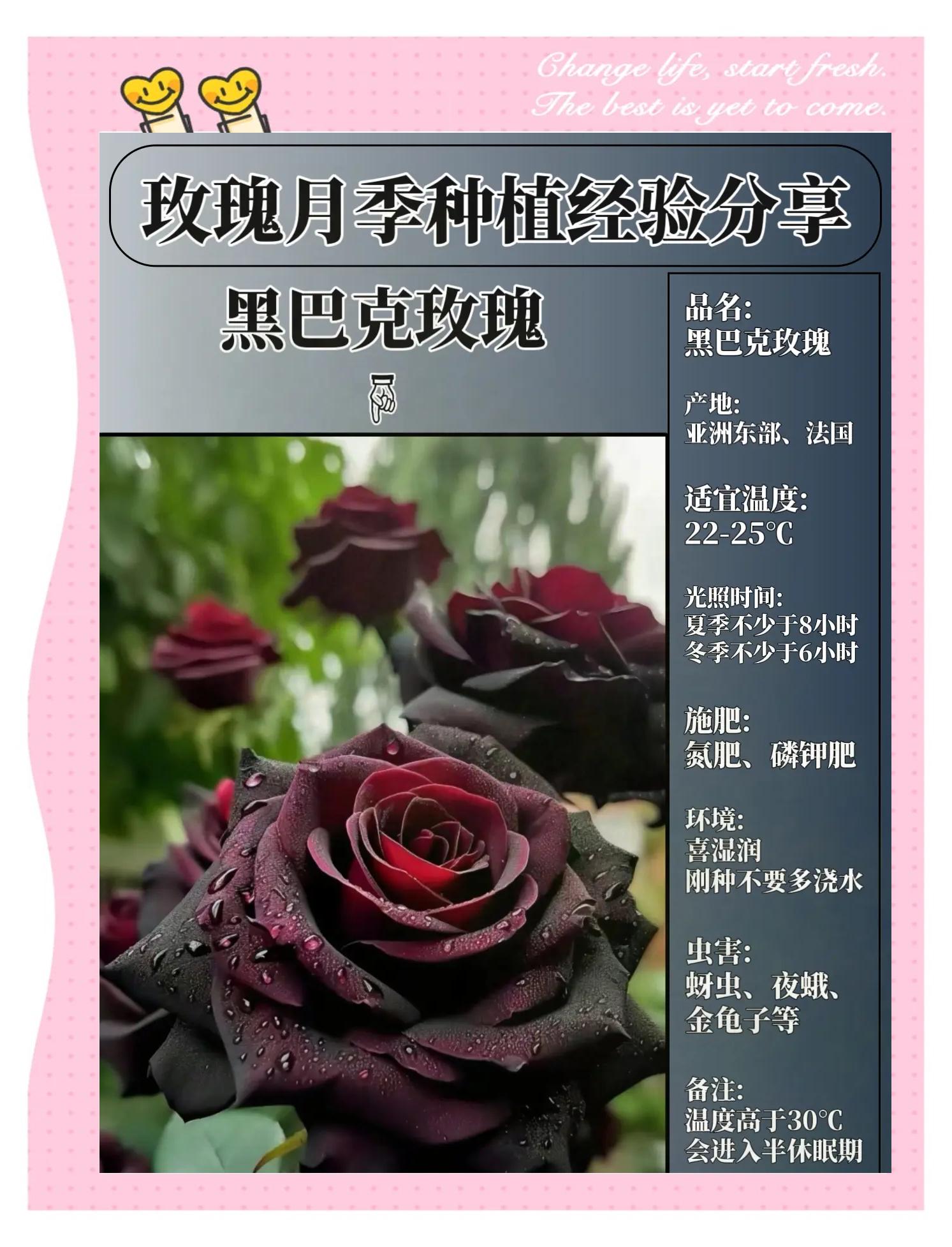 玫瑰花怎么种植 滇红玫瑰花的种植条件和方法