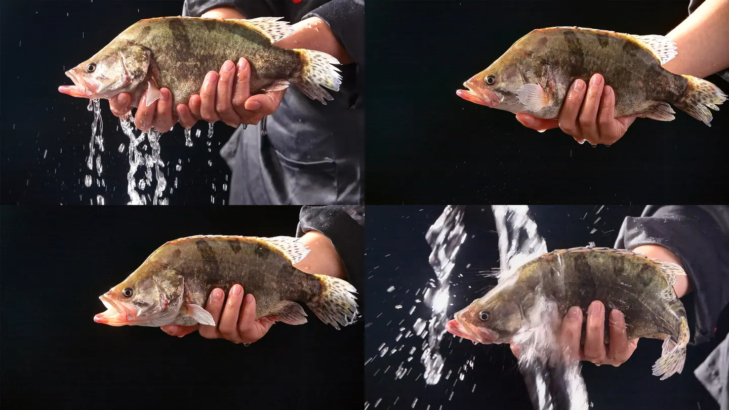 为什么有的鳜鱼苗是黑色的 鳜鱼苗的养殖方法和价格情况