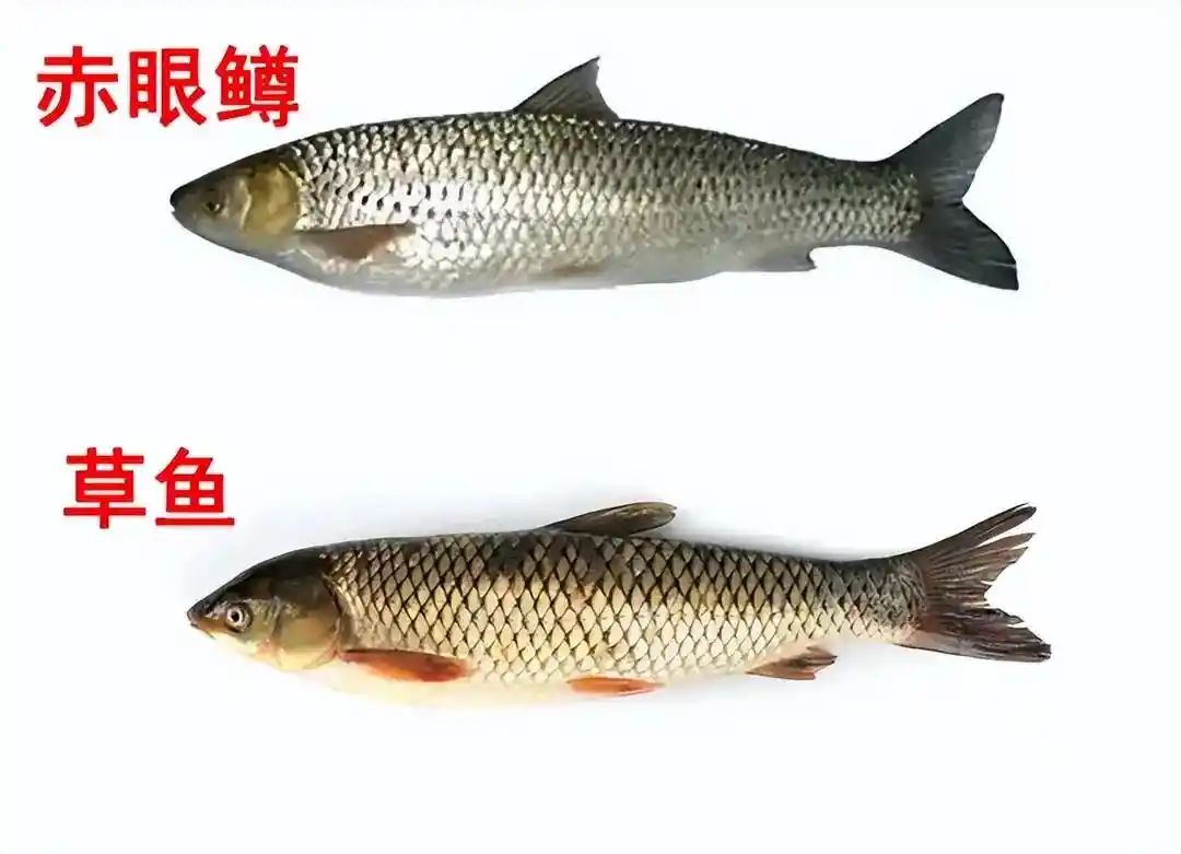 这是什么鱼 要怎么做才好吃