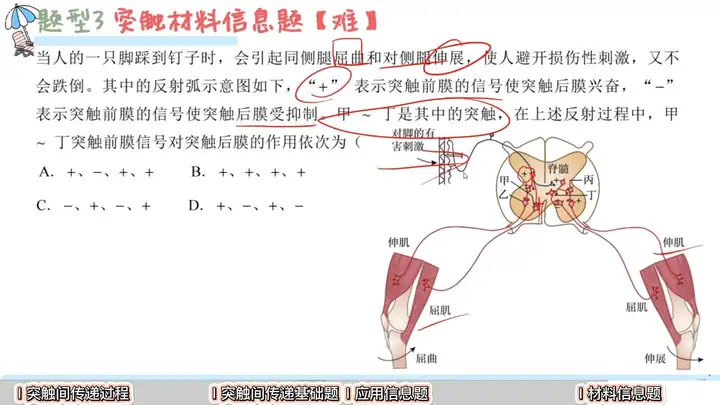 人体调节功能的核心系统 神经内分泌如何控制身体