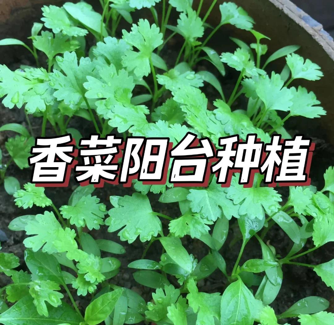 香菜的种植方法