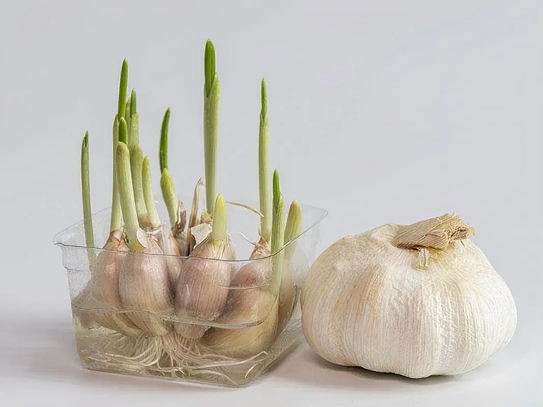 发芽的大蒜可以吃吗