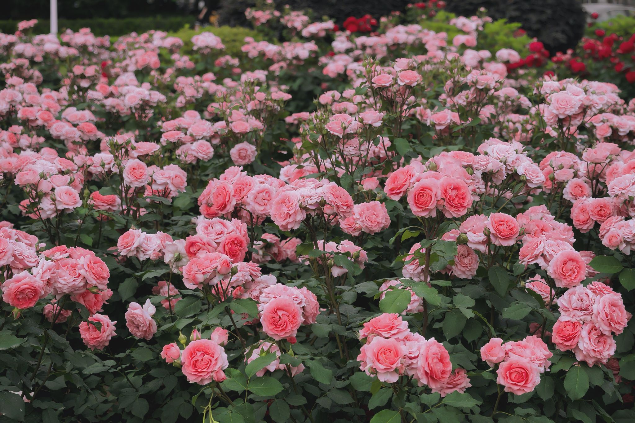 根据相关报道,杭州百花论坛到底好不好用?真实体验与长期观察分享