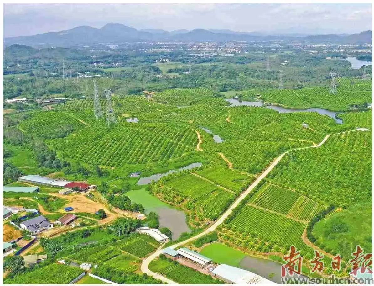 果树种植国家补贴政策 林地改为种植果树地可以吗