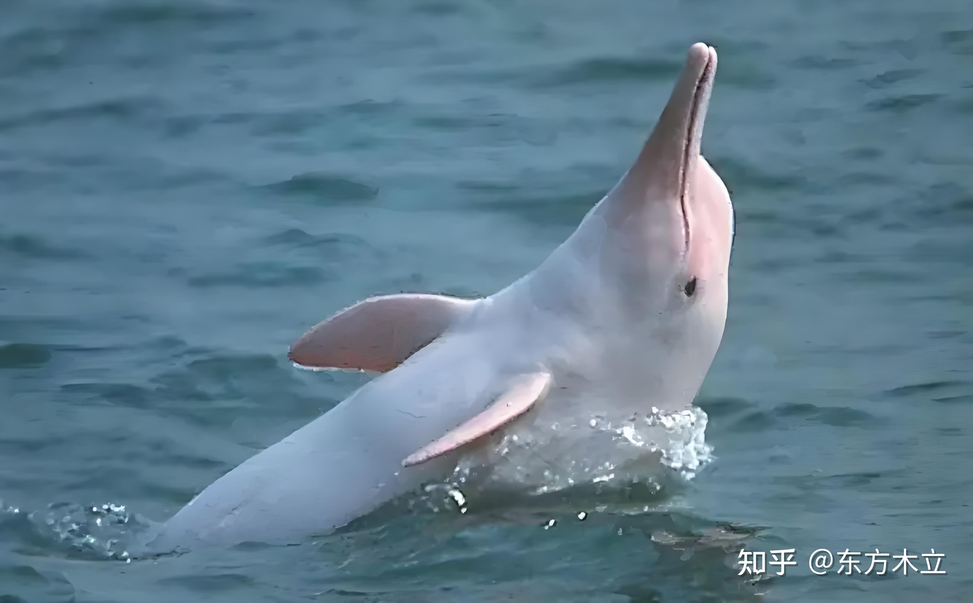 猪的图片