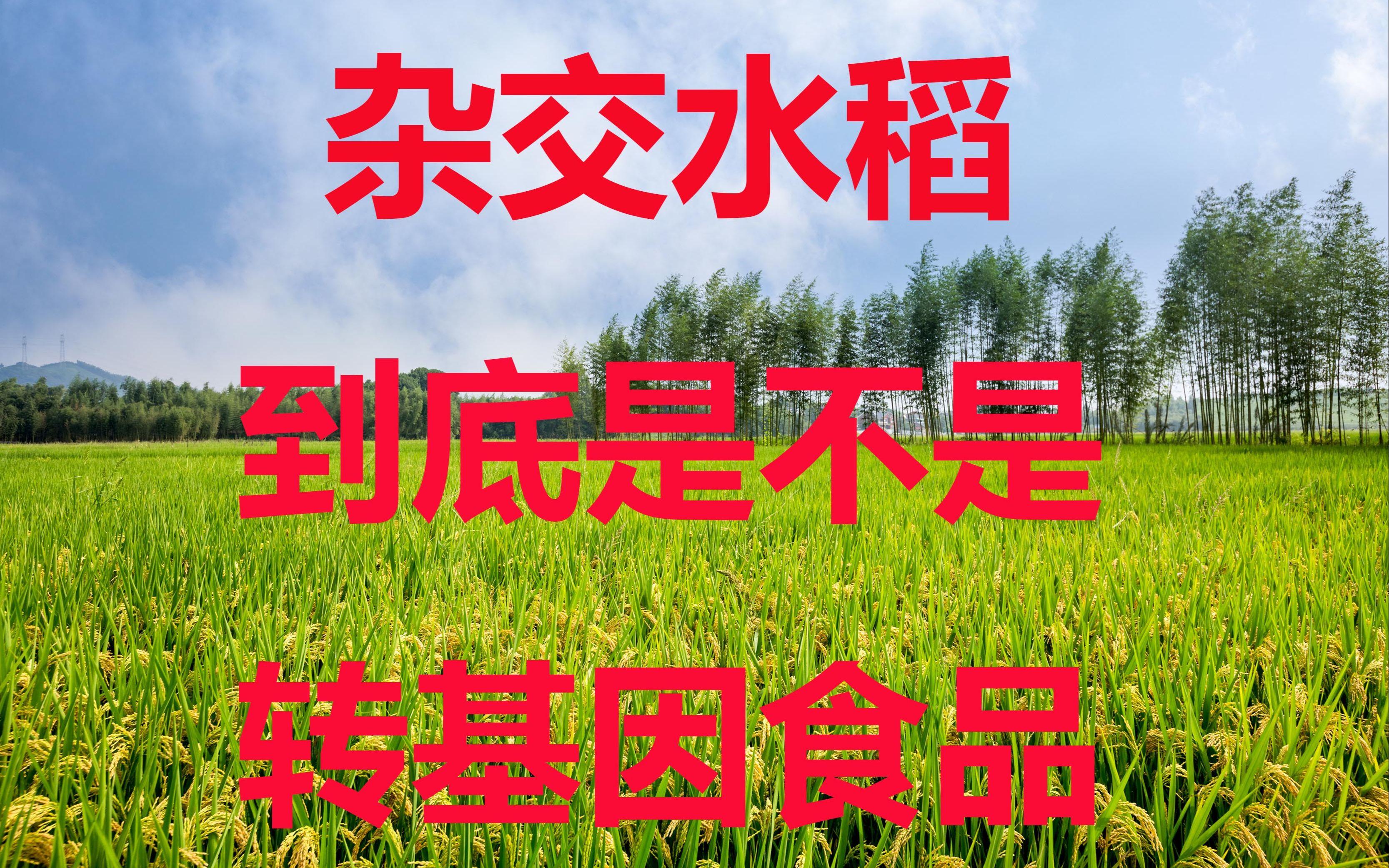 杂交水稻是什么意思