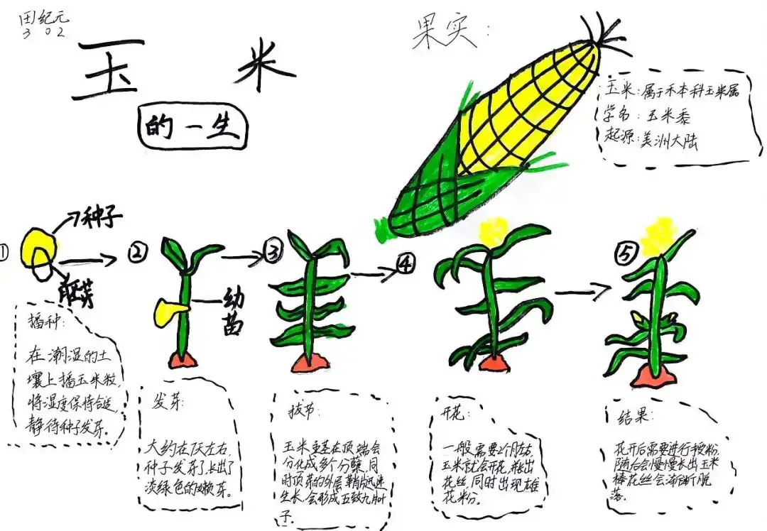 玉米靠什么传播种子