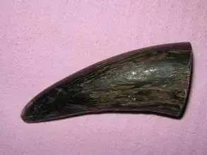 犀牛角鉴别与汽车角度解析 各类角度小知识盘点