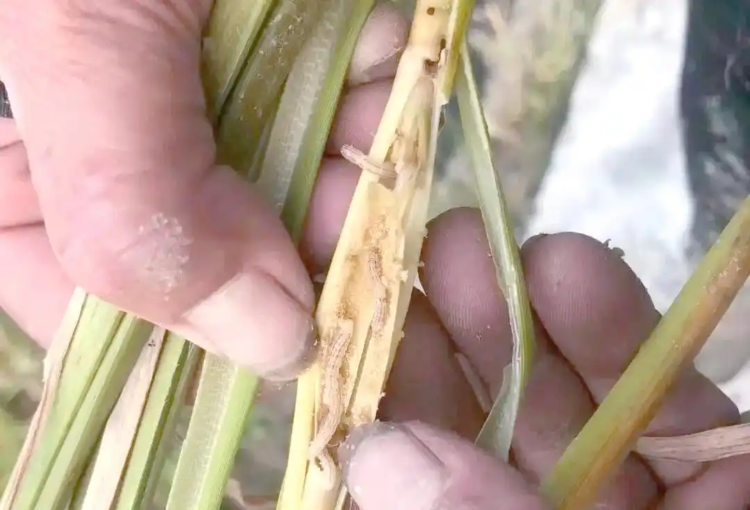 水稻病虫害