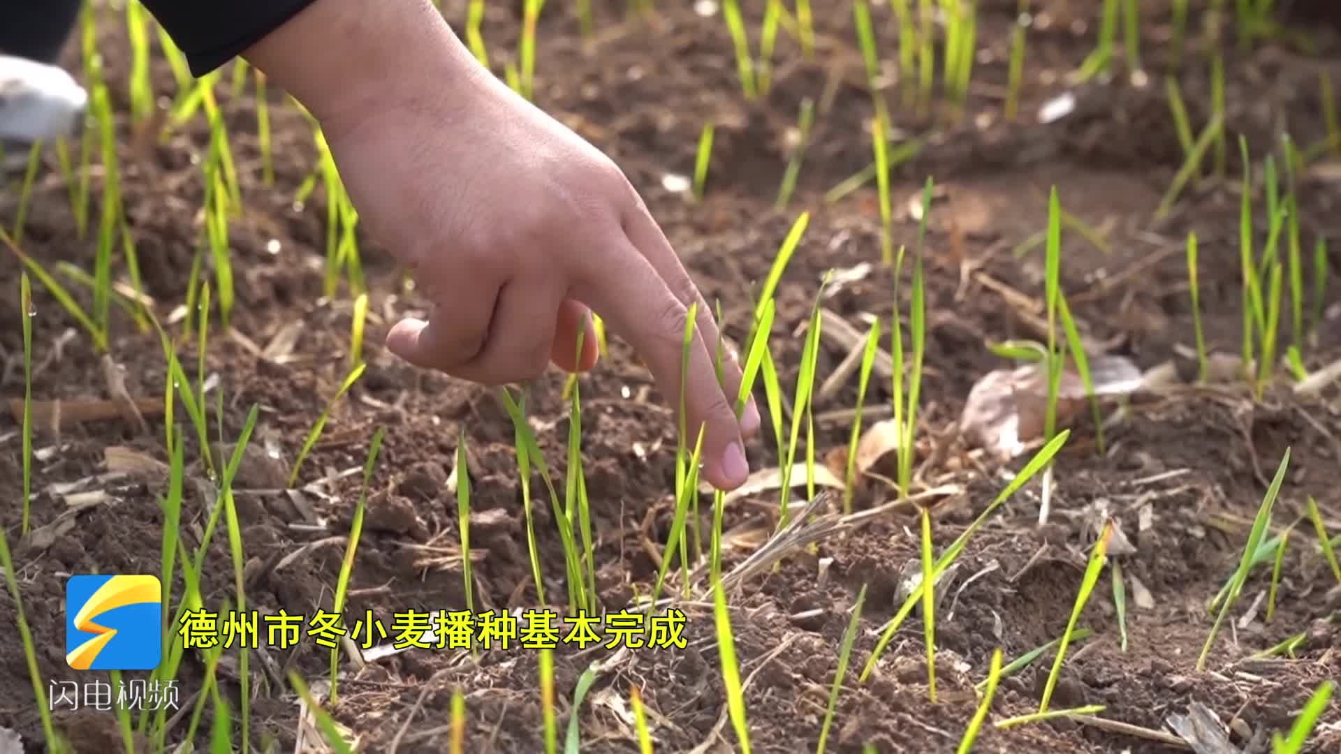 小麦种植技术