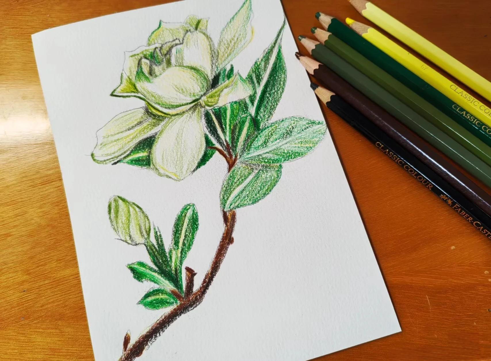 栀子花怎么养