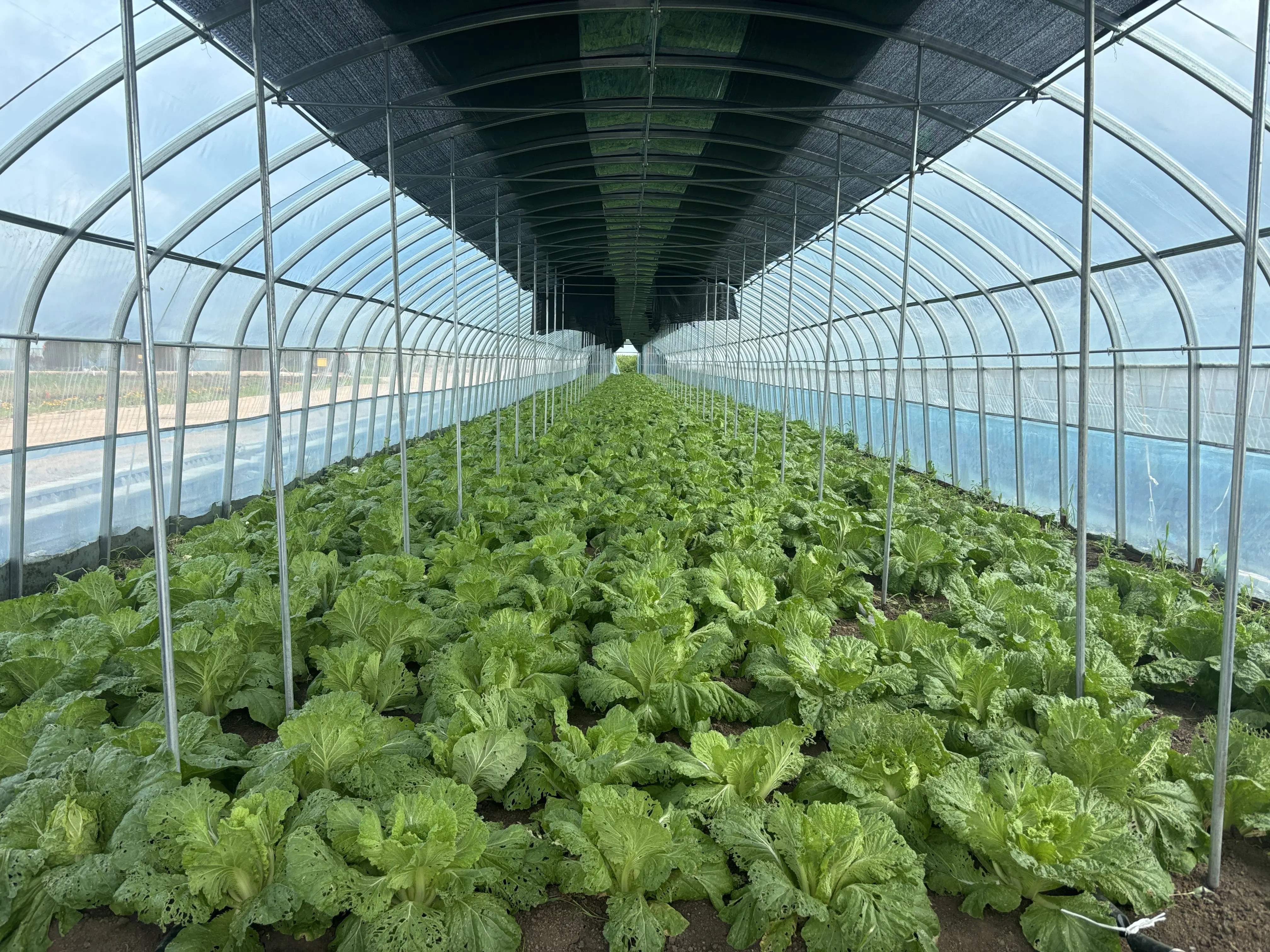 大棚蔬菜种植技术去哪学 学习大棚蔬菜种植技术哪里好