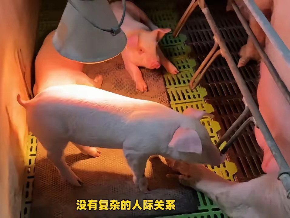 谁是从事配猪工作的人员 畜牧人和农耕人哪个好