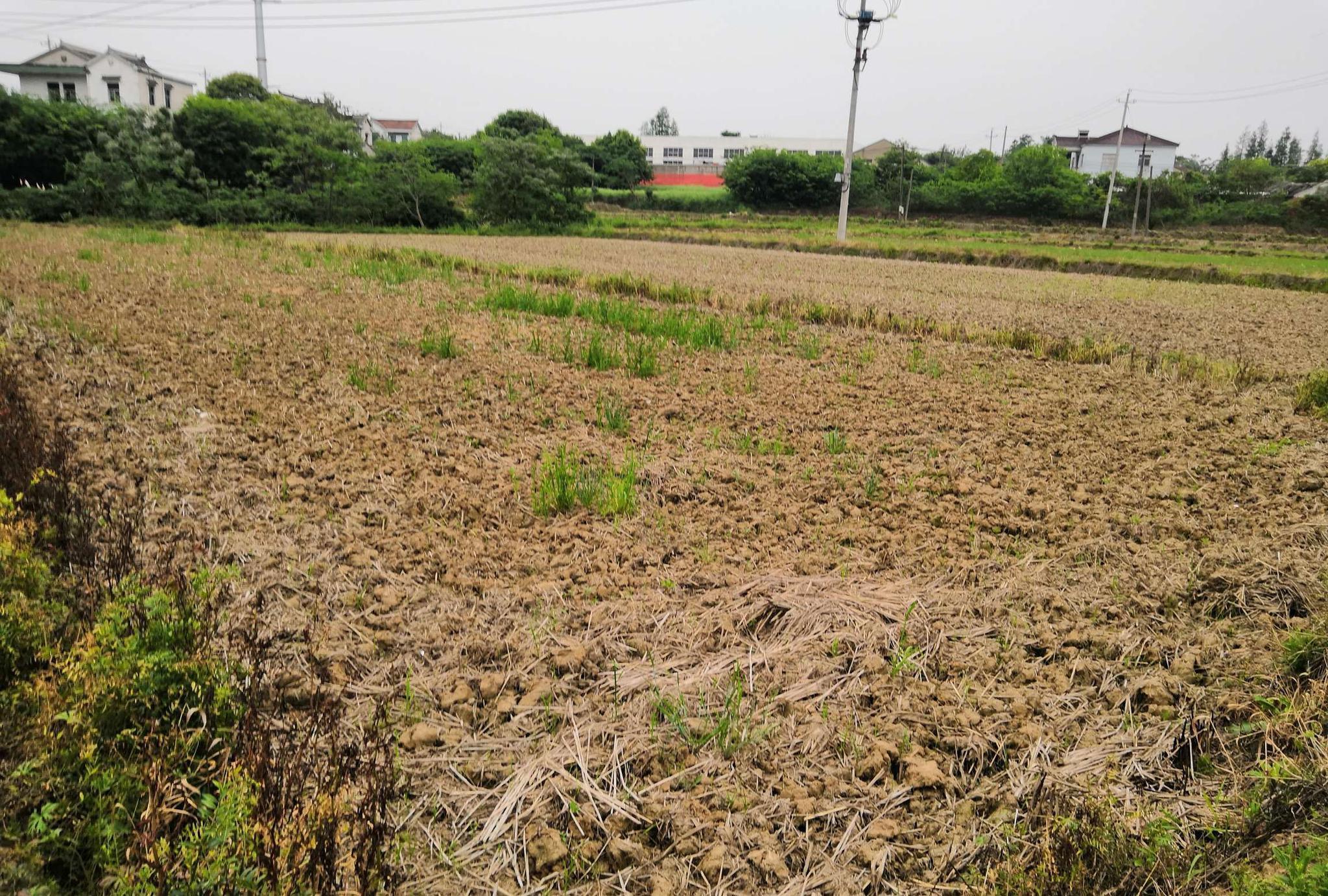 农村补贴一亩地多少钱