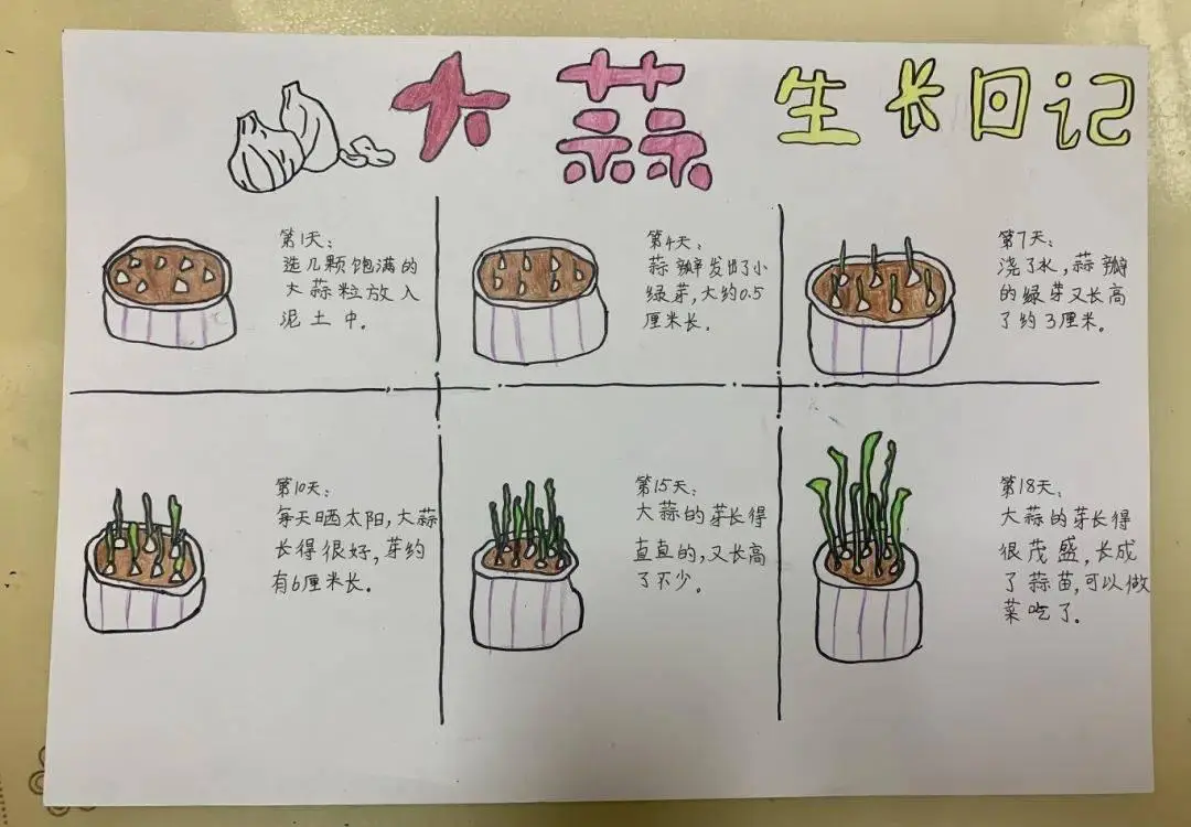 大蒜的图片
