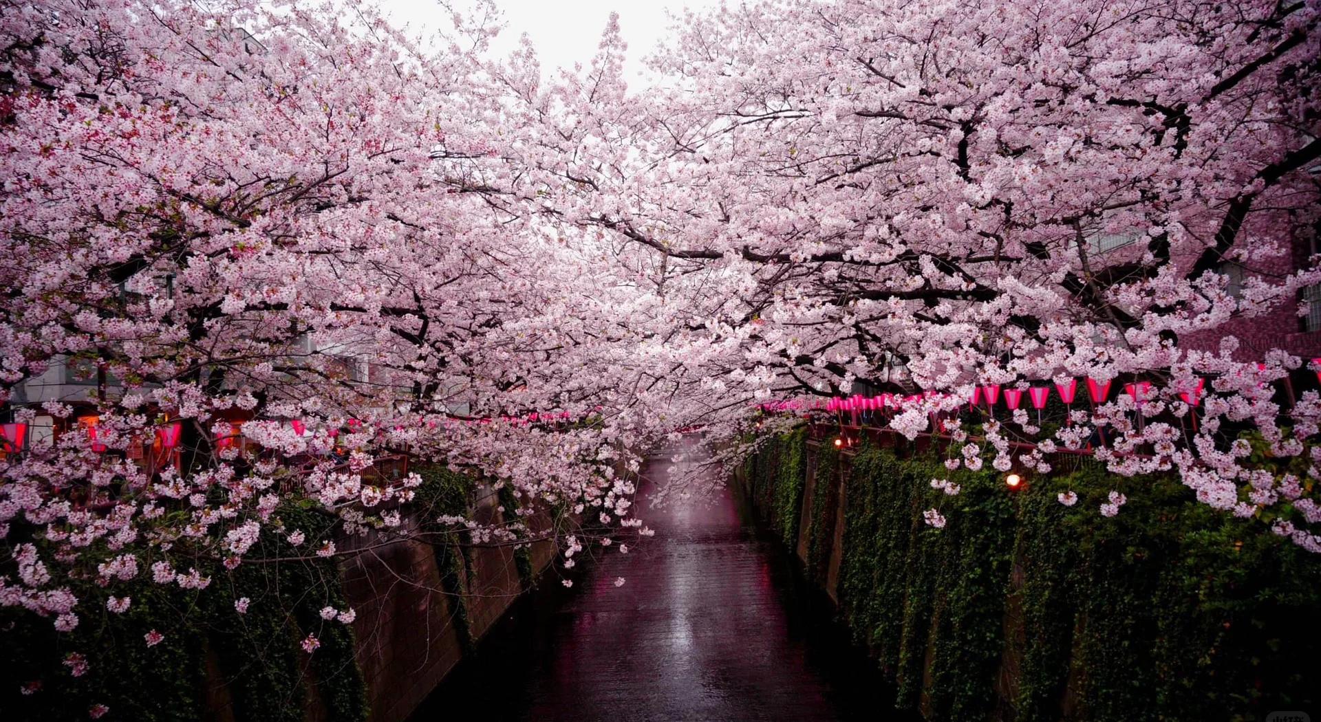 日本绝美樱花景点 四国高松旅游攻略