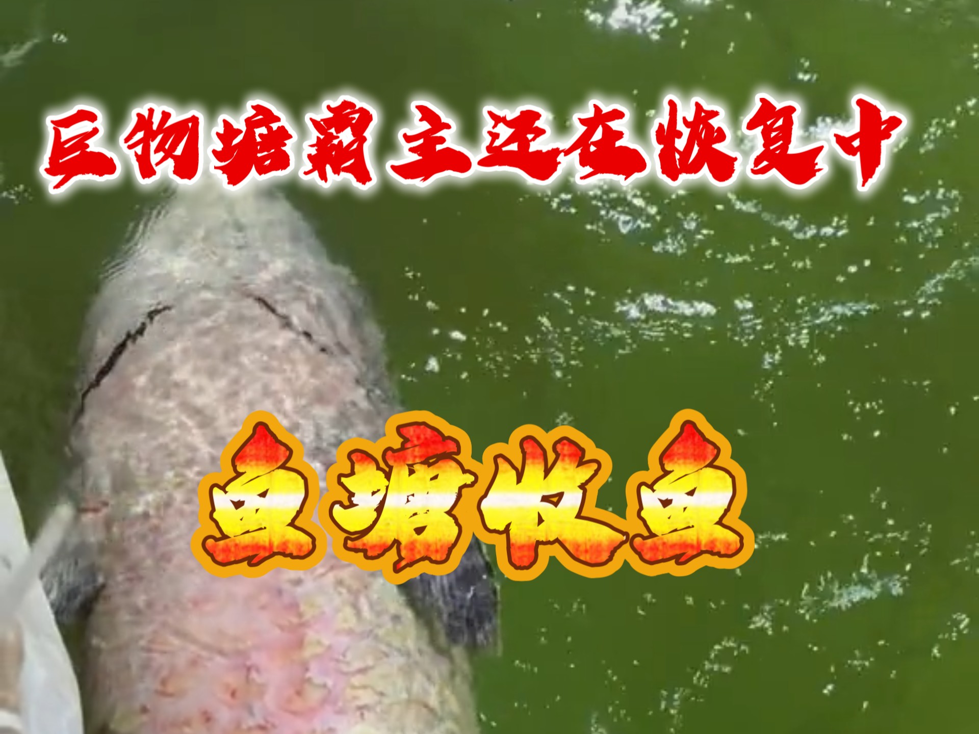 突发事件：鞍山大活价格到底怎么样？行家带你摸清市场行情与真实体验