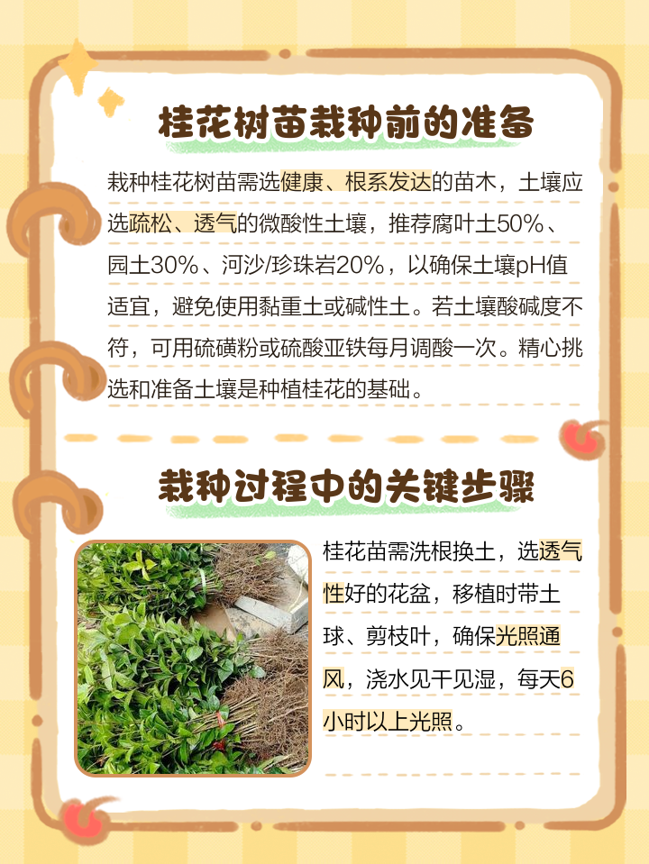 桂花苗怎么种植 桂花树的养护技巧有哪些