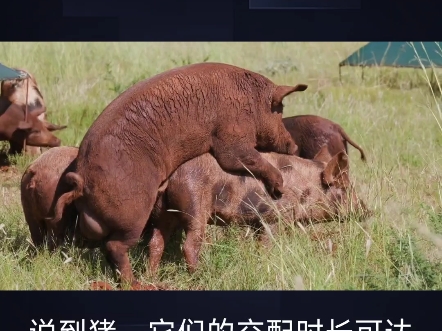 人类繁殖特点 动物交配差异原因