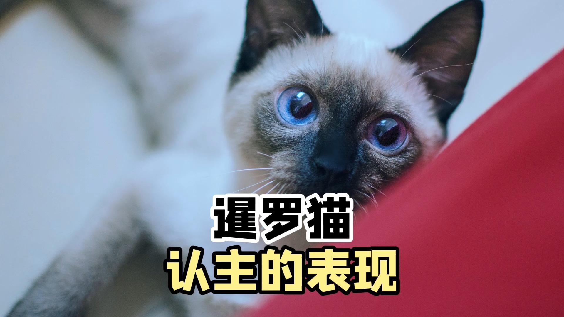 兔子什么举动是认主了 道奇兔会认主人吗