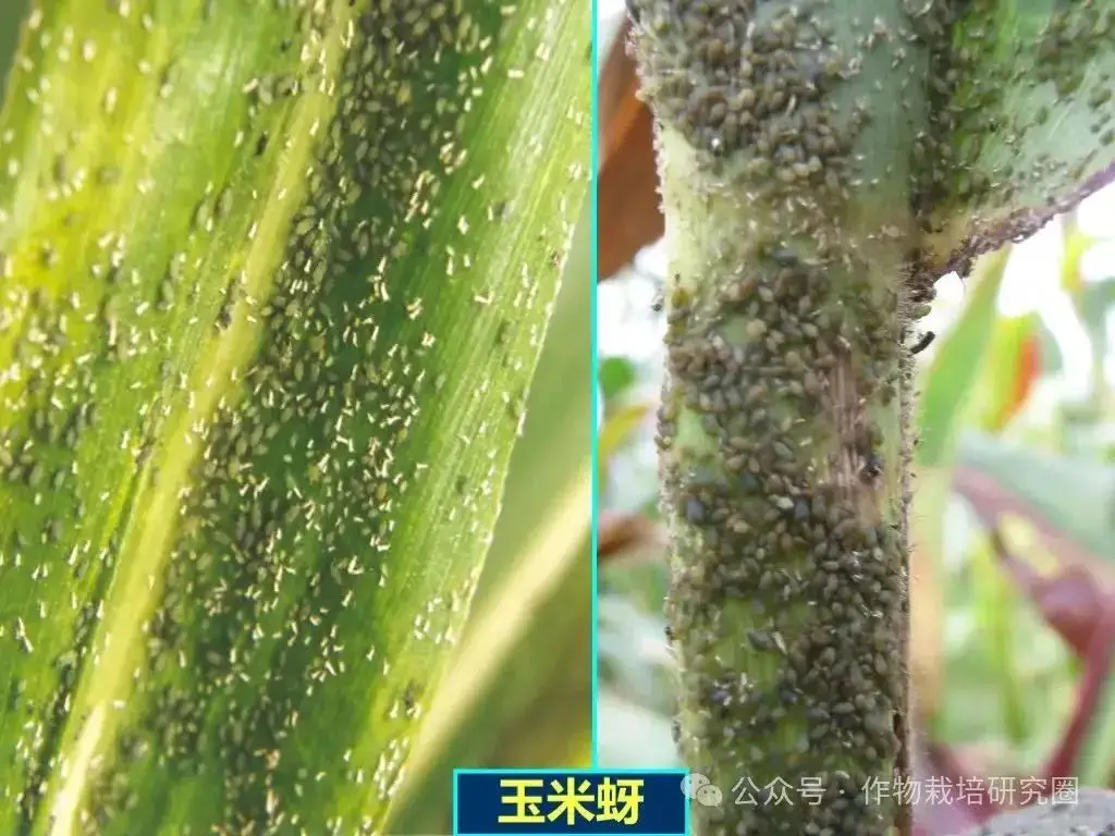 玉米病虫害