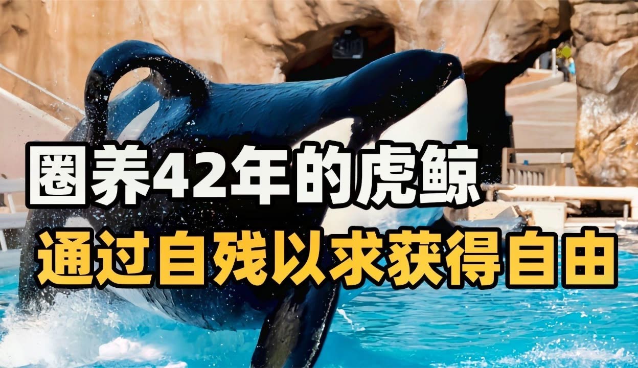 “ 杀手 ”虎鲸之死,圈养对海洋生物的危害有多...