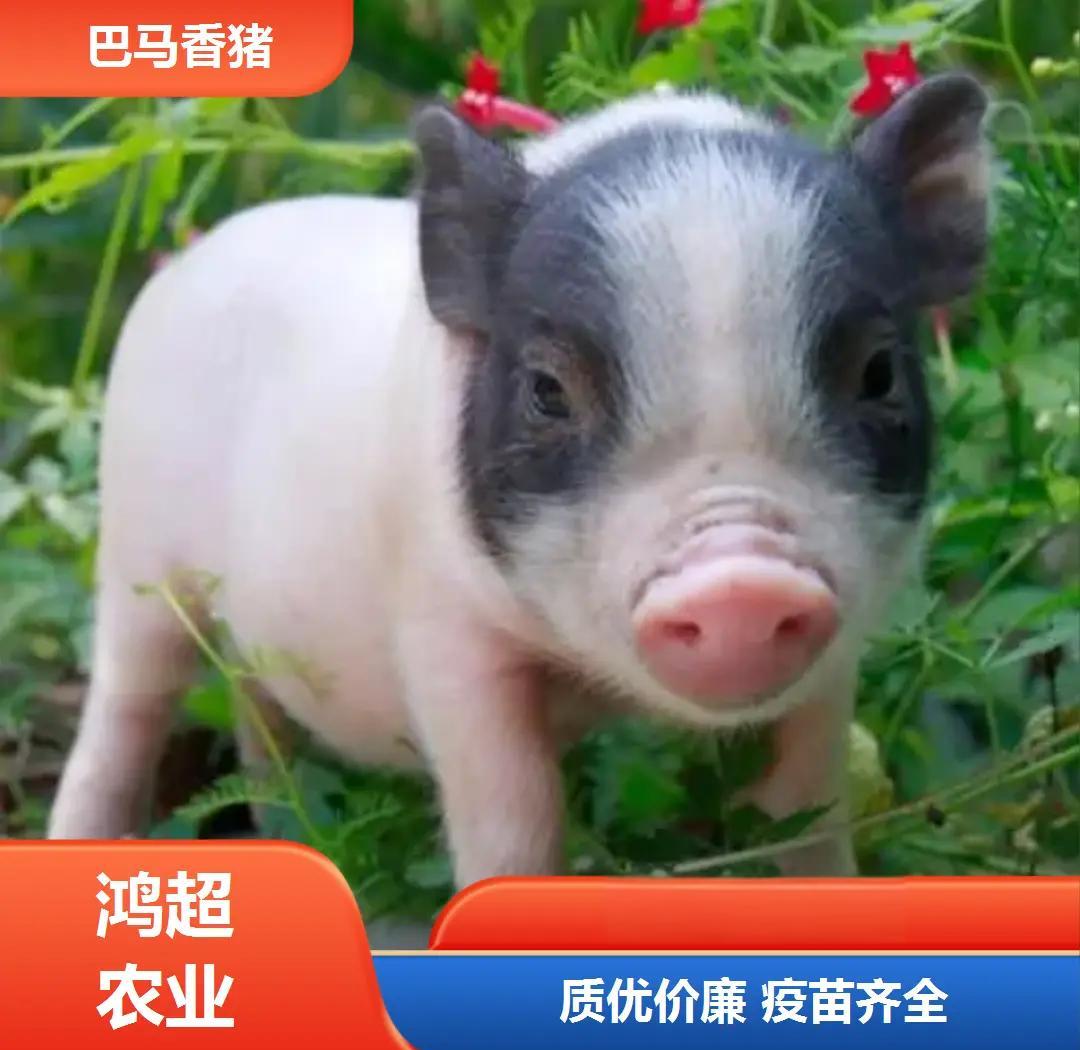 巴马香猪和陆川猪的区别 巴马香猪一般要养多久
