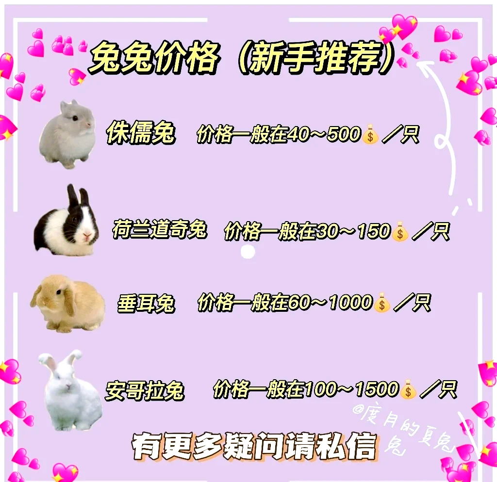 兔肉价格是多少 四川兔肉加工厂收购兔子价格多少