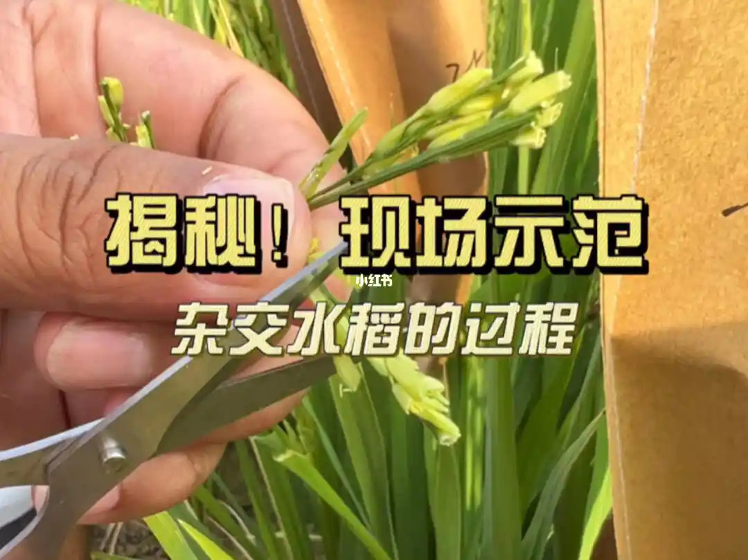 超级杂交水稻