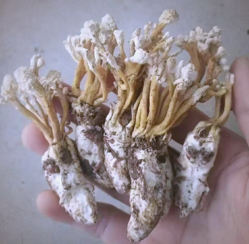 金蝉花的生长环境及涨价行情 金蝉花是什么植物还能吃吗