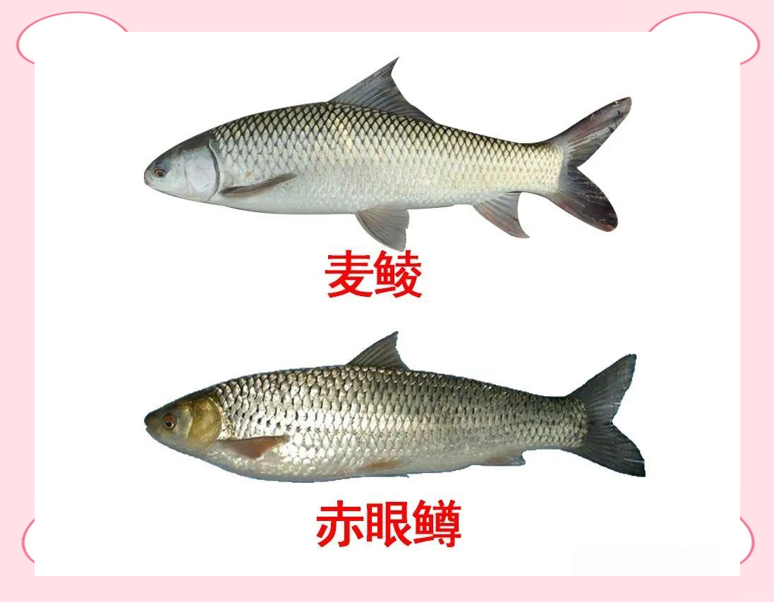 鲳鱼图片