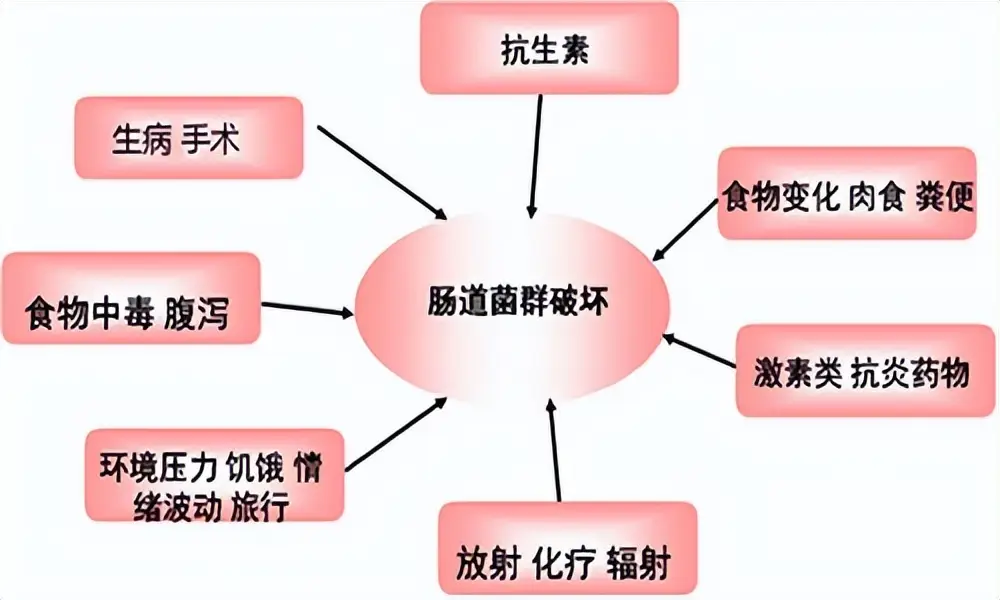 肠道菌群那些事儿 人体有多少细胞属于自己