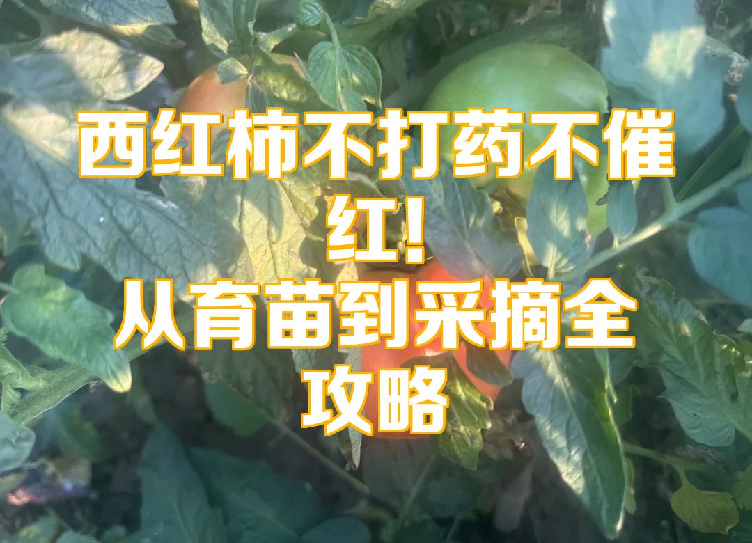西红柿催红剂真相揭秘 催熟西红柿到底能不能吃