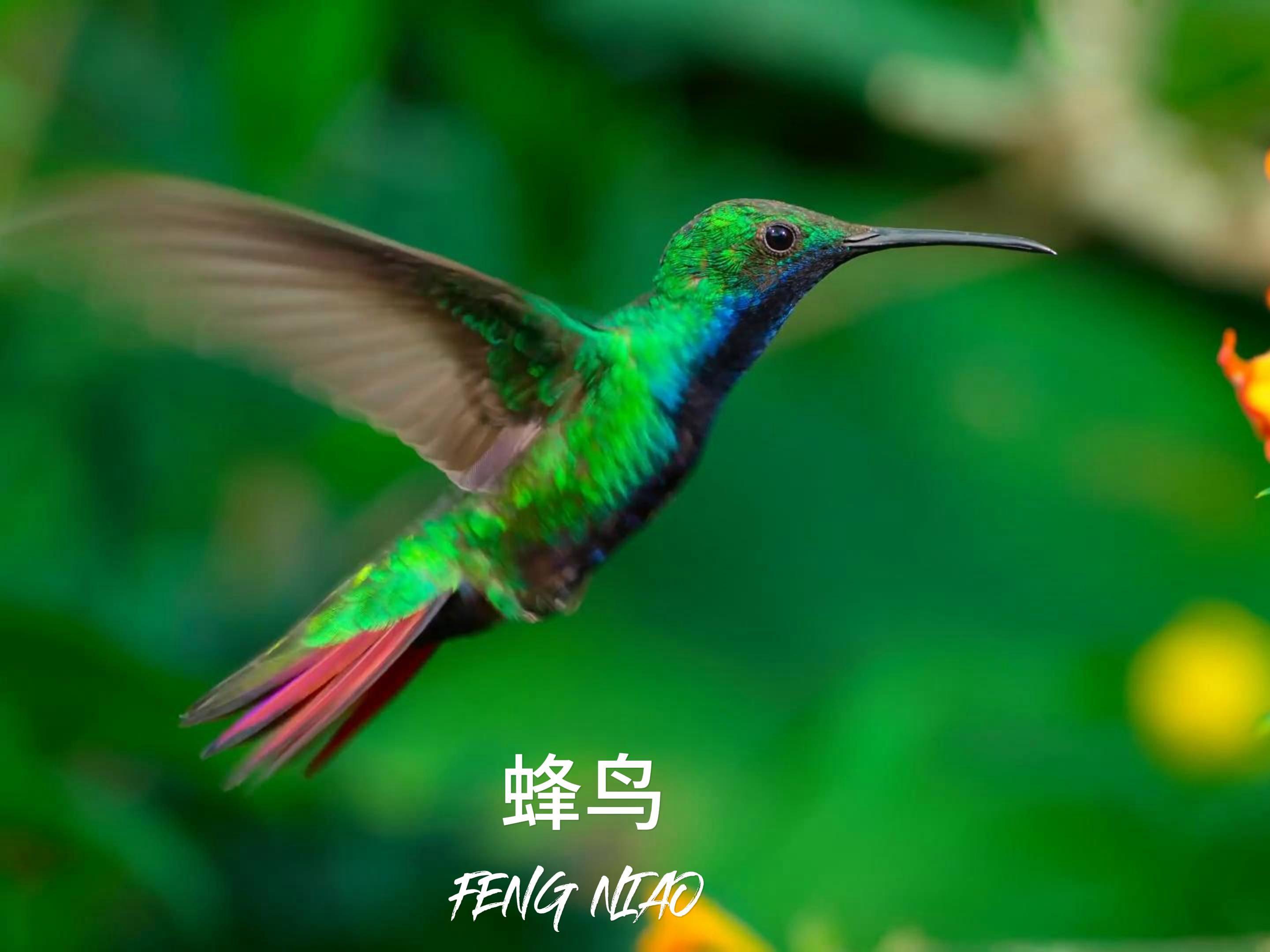 蜂鸟影院