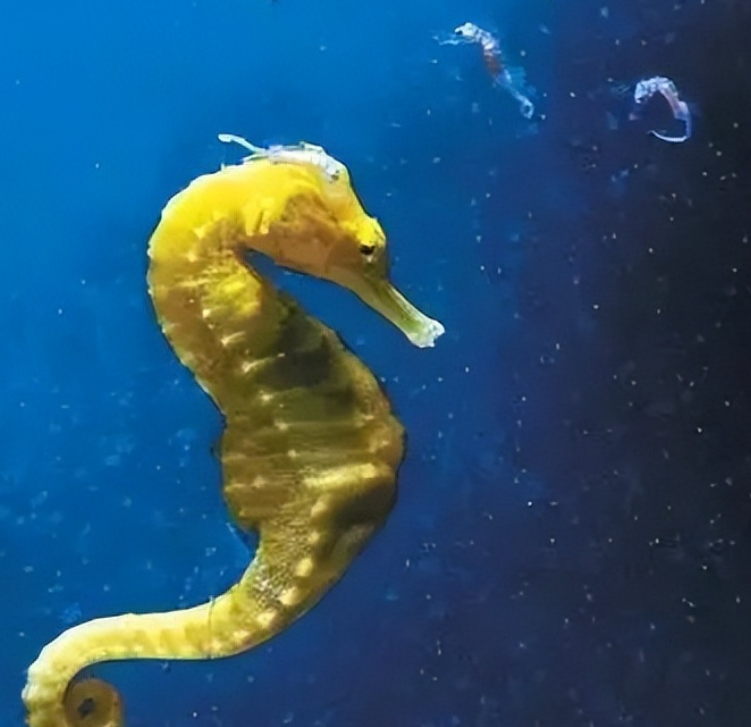 海马苹果助手怎么下载 海马苹果助手在哪下载