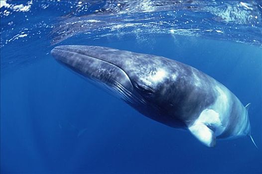 抹香鲸肚子变垃圾场,人类如何从塑料污染中拯救海洋?...