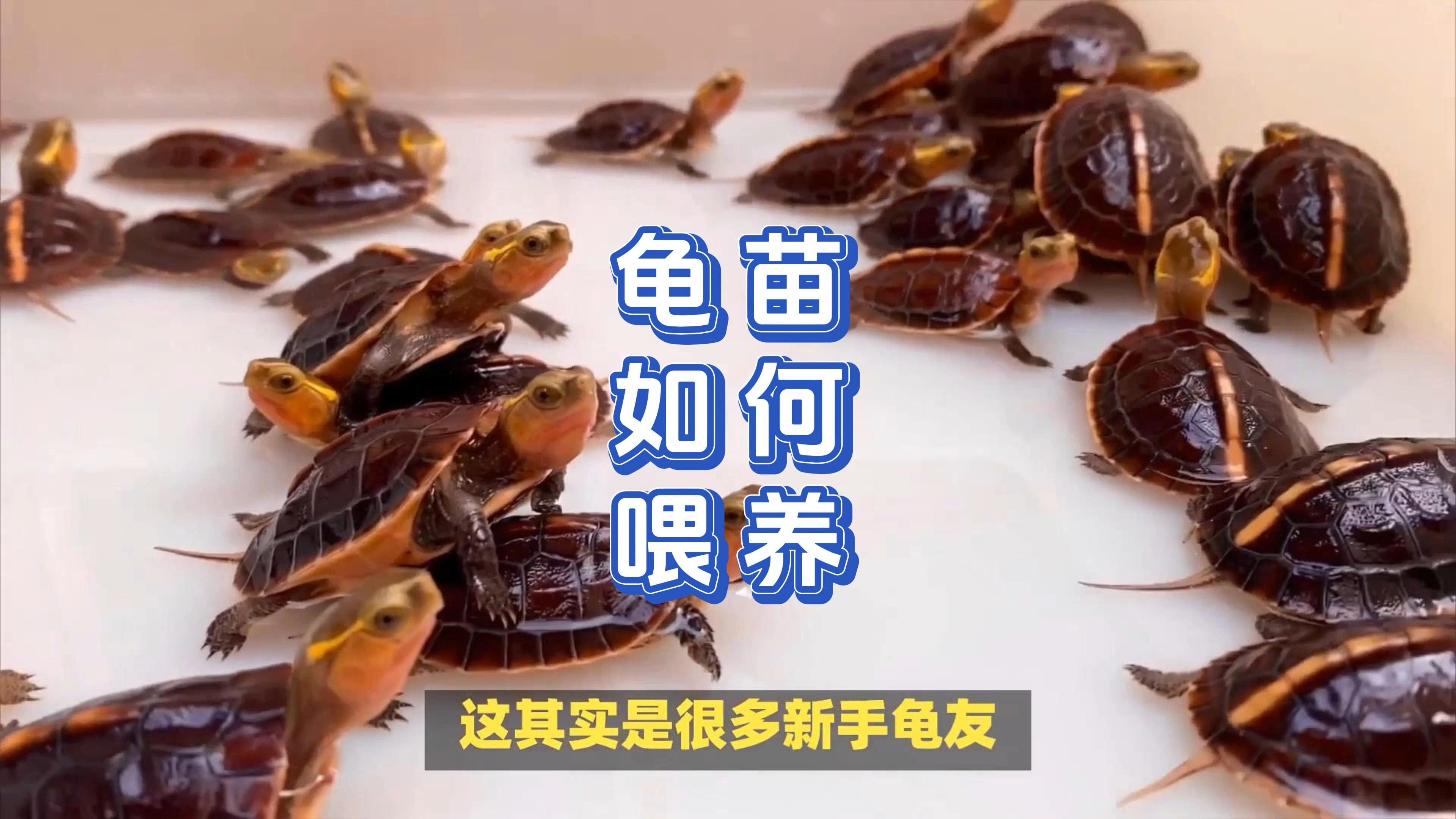 百岁老龟凭一己之力,半个世纪800只小龟,拯救种群...