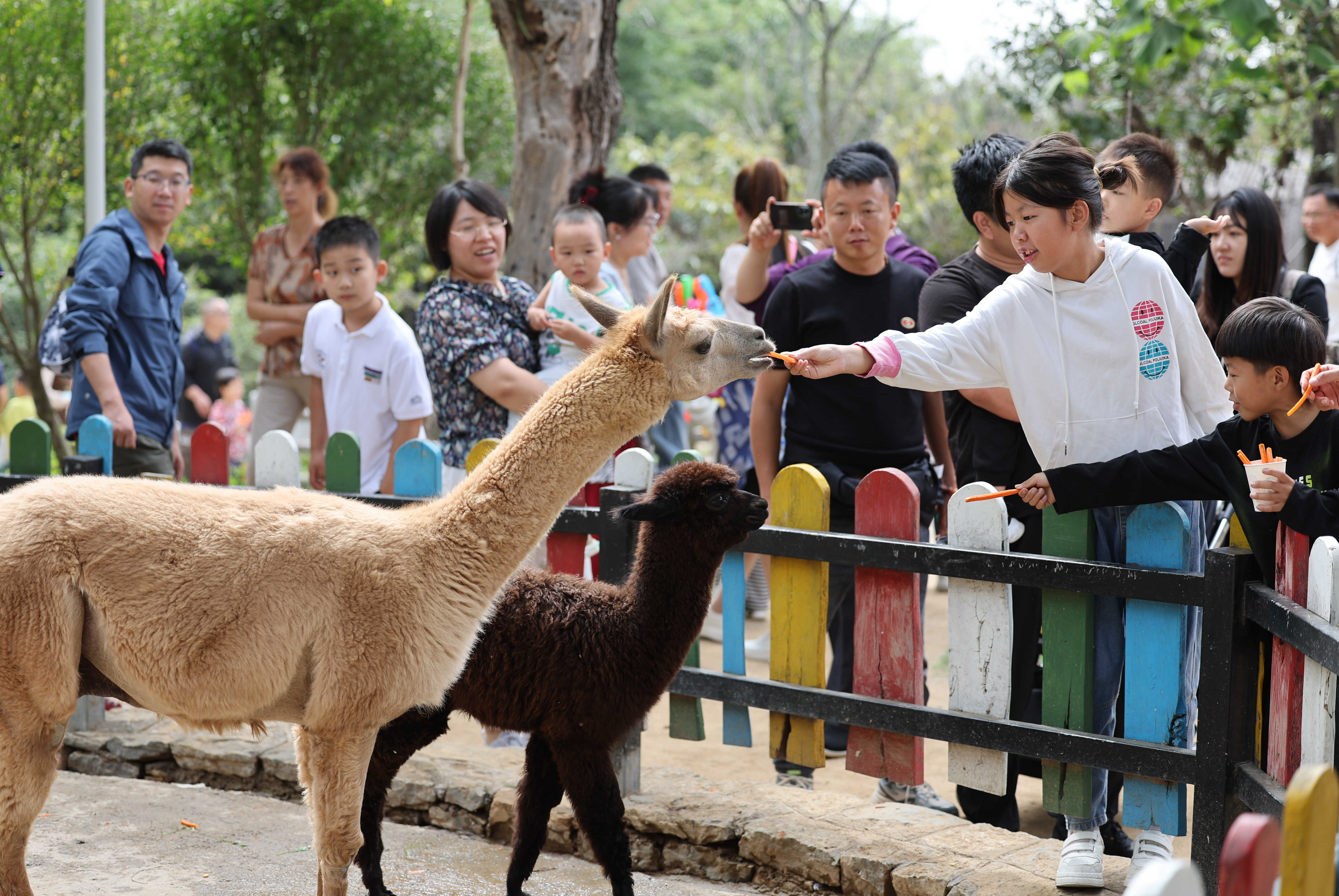 猫咪是如何一步步成为人类的“萌宠”的?...