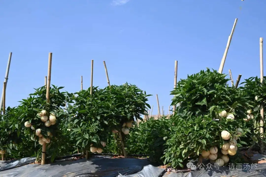 人参果适合在哪里种植 种植时间和方法有哪些