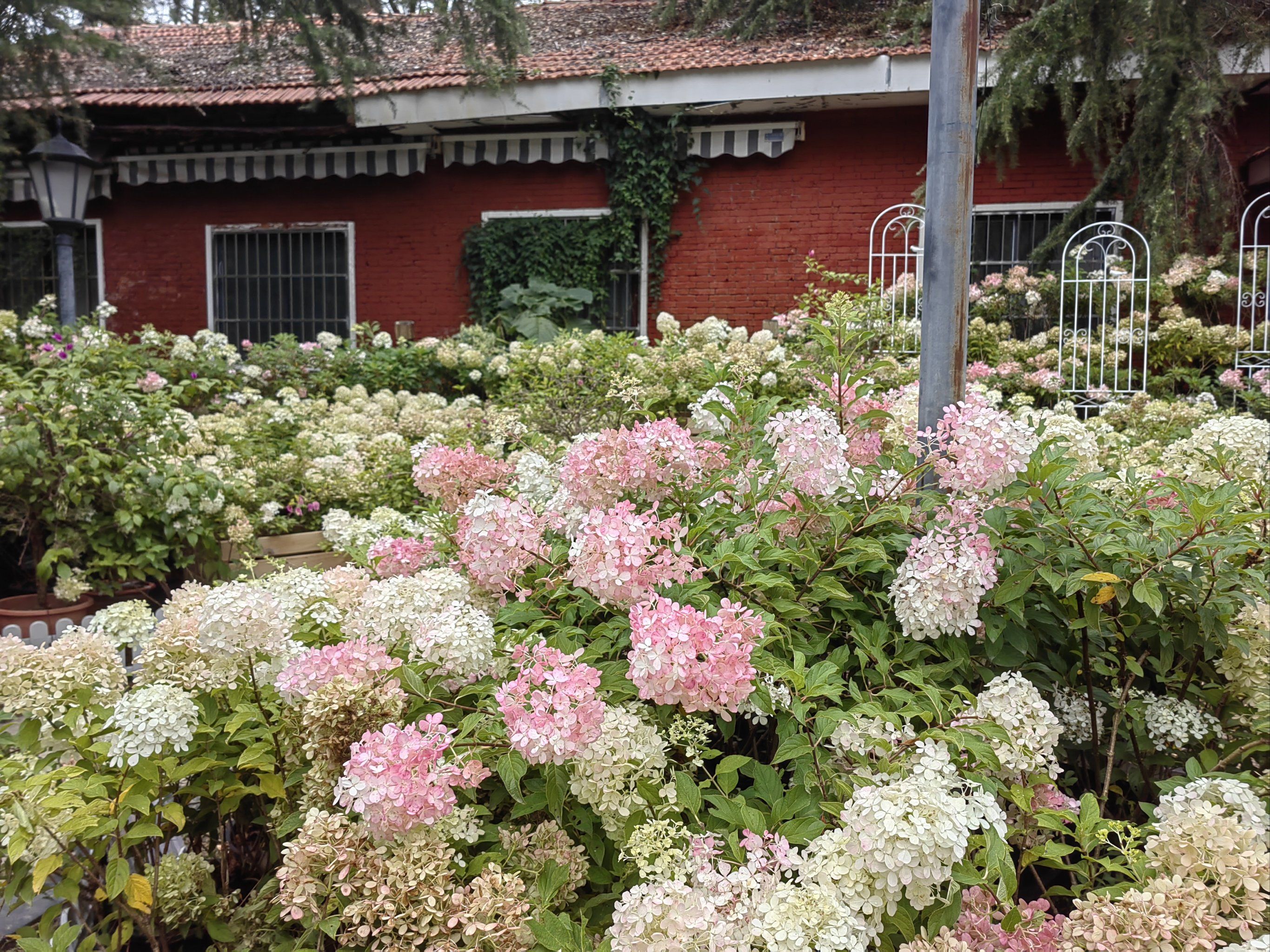 争议焦点：上海龙凤宝贝后花园是真实存在的安全场所吗？