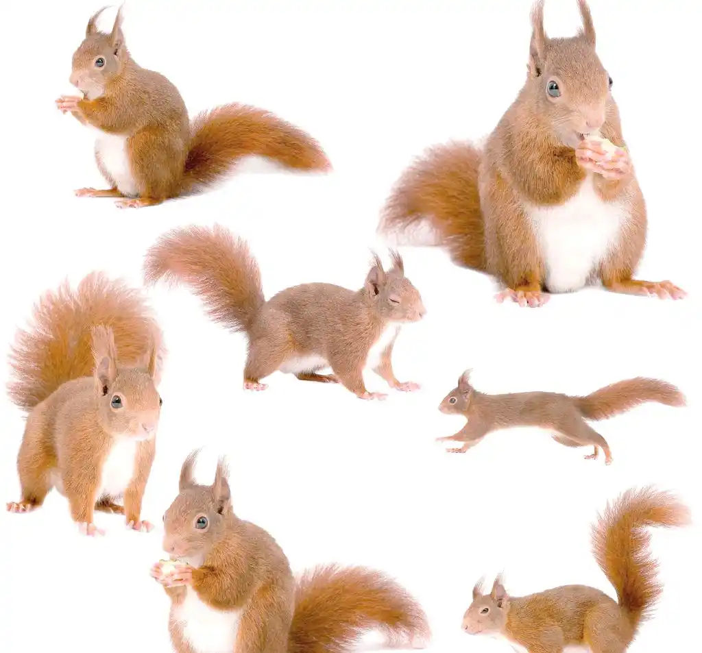 三只松鼠案例分析 三只松鼠的过人之处原来在哪里