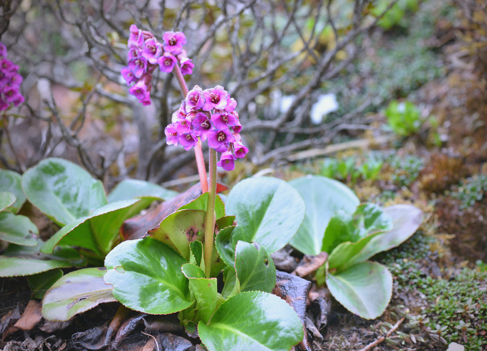 岩白菜