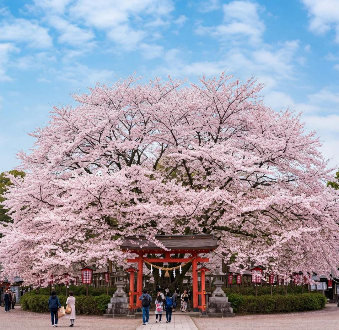 樱花季的濑户内海是一种什么体验？...