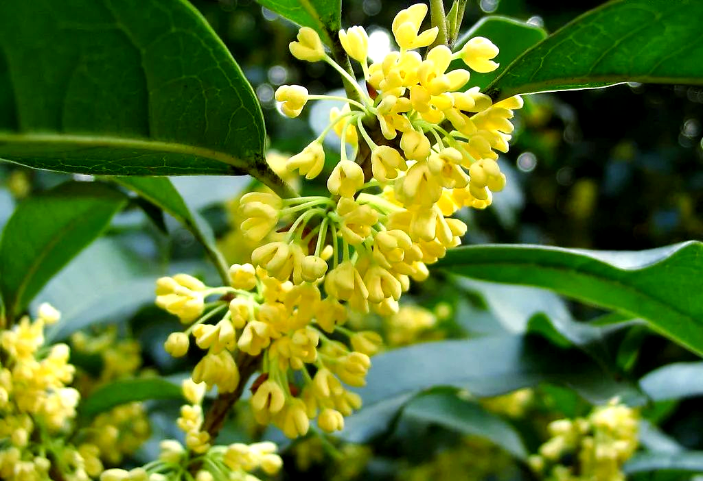 桂花树