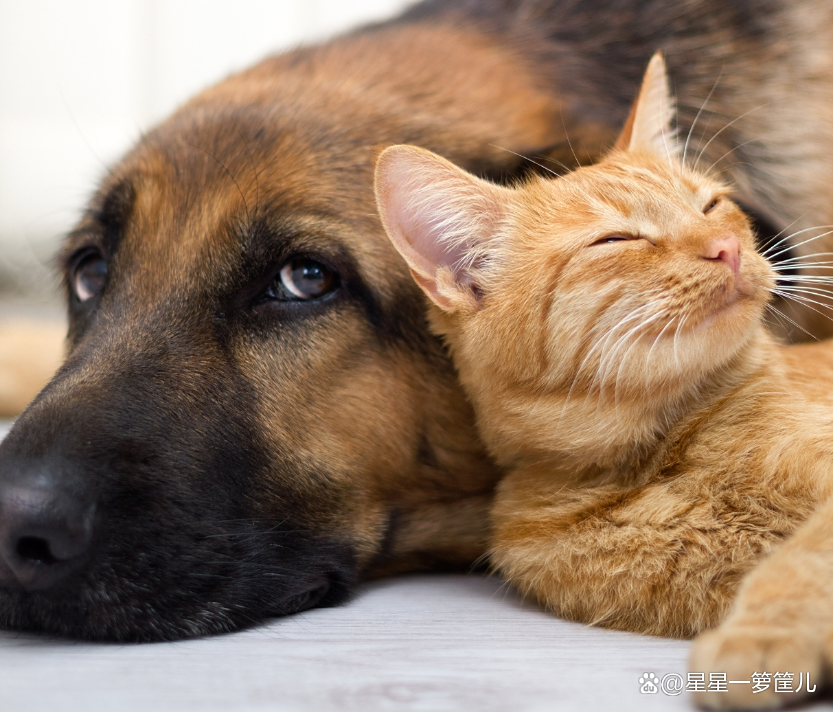 狗为什么比猫更亲近人？...