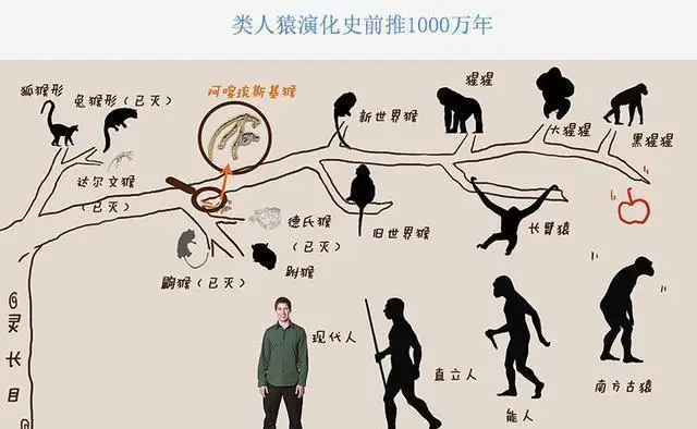 人类进化解放双手,都做了哪些牺牲?...