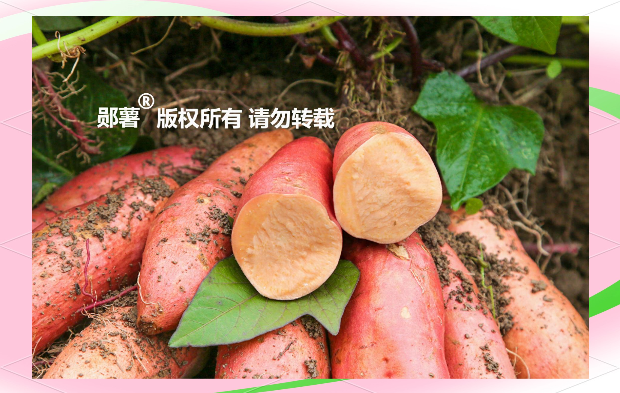 木薯淀粉价格