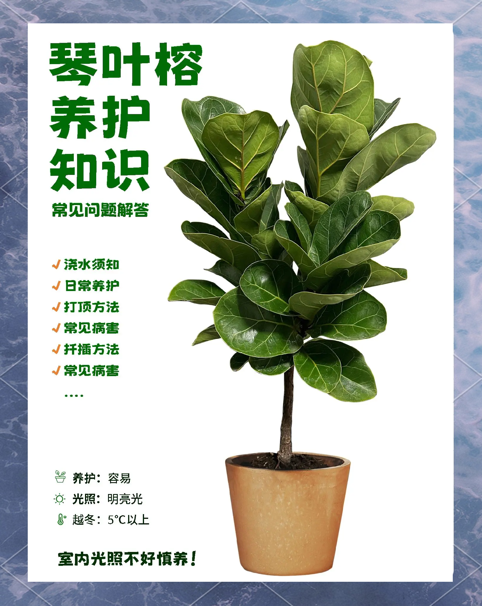 榕树养殖方法及注意事项 榕树怎么养
