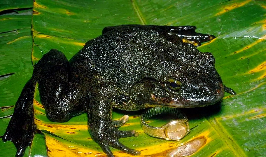 非洲巨蛙为啥这么大?...
