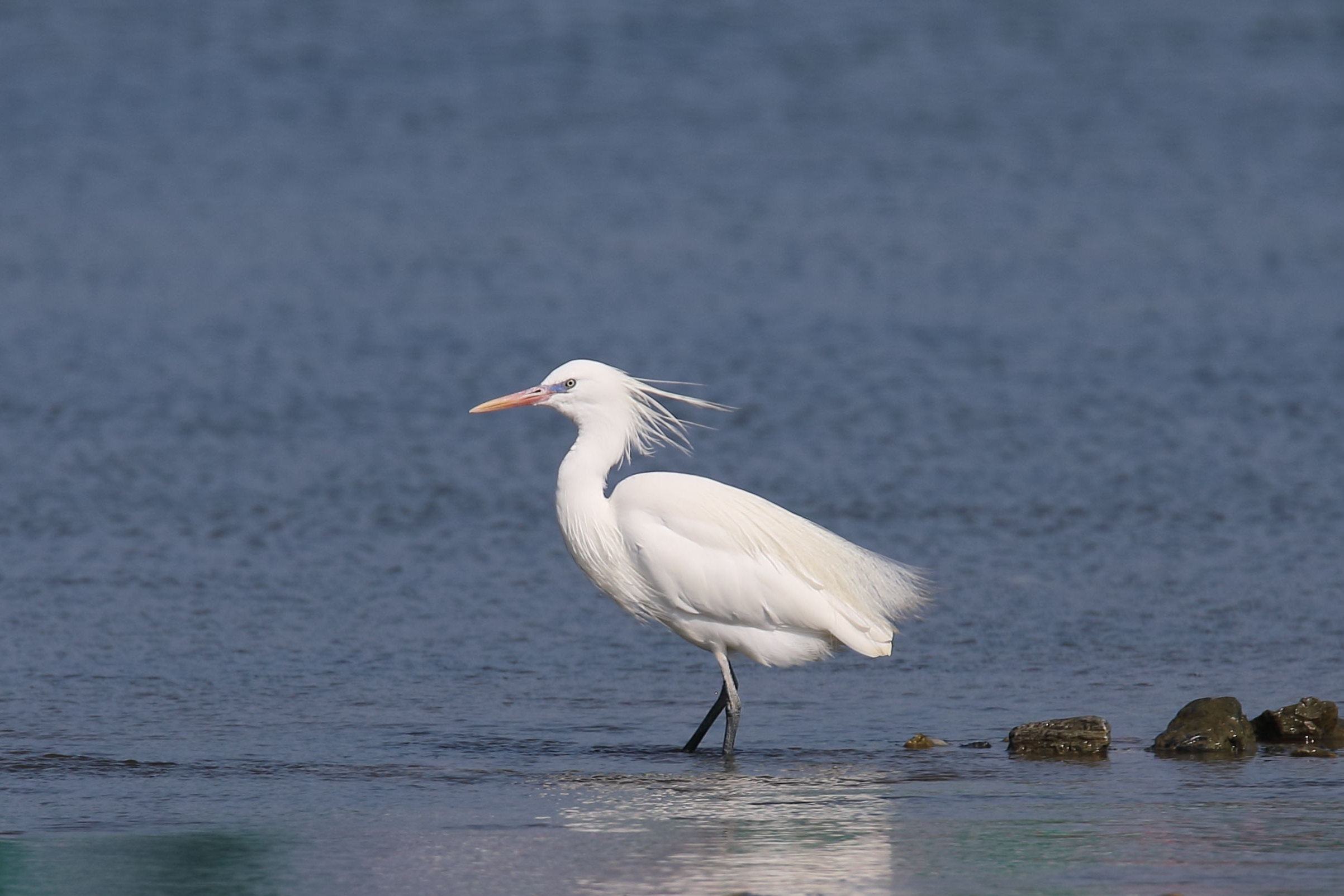 8000元购买初一31分钟下载的真相解析